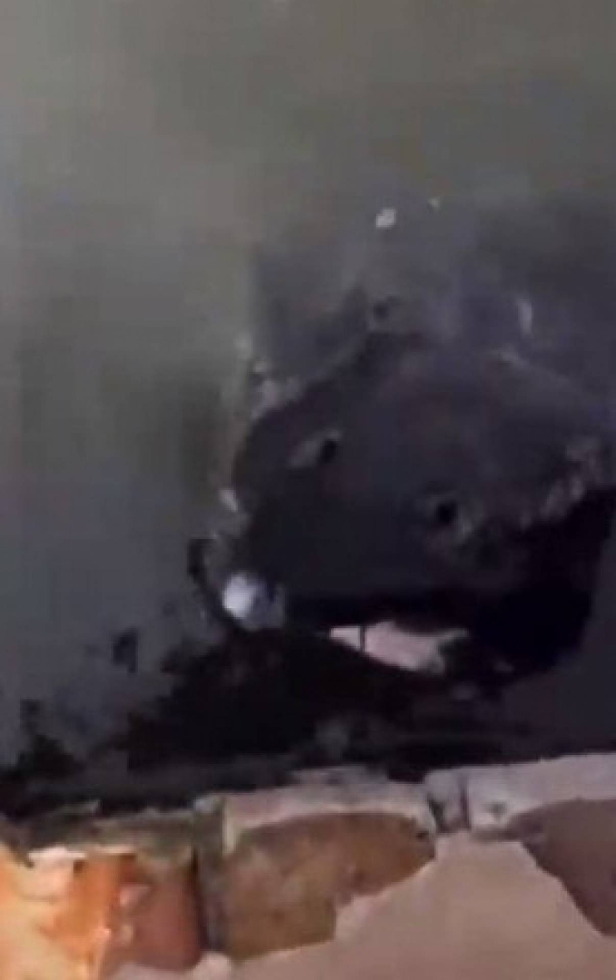 Criatura bizarra sem olhos deixa internautas intrigados; veja fotos!