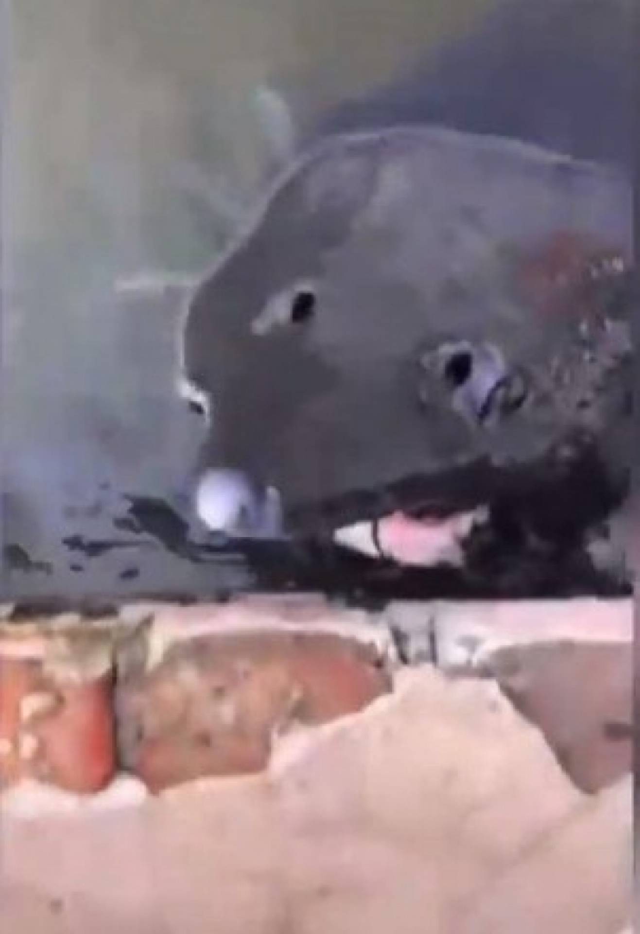 Peixe misterioso sem olhos deixa internautas assustados