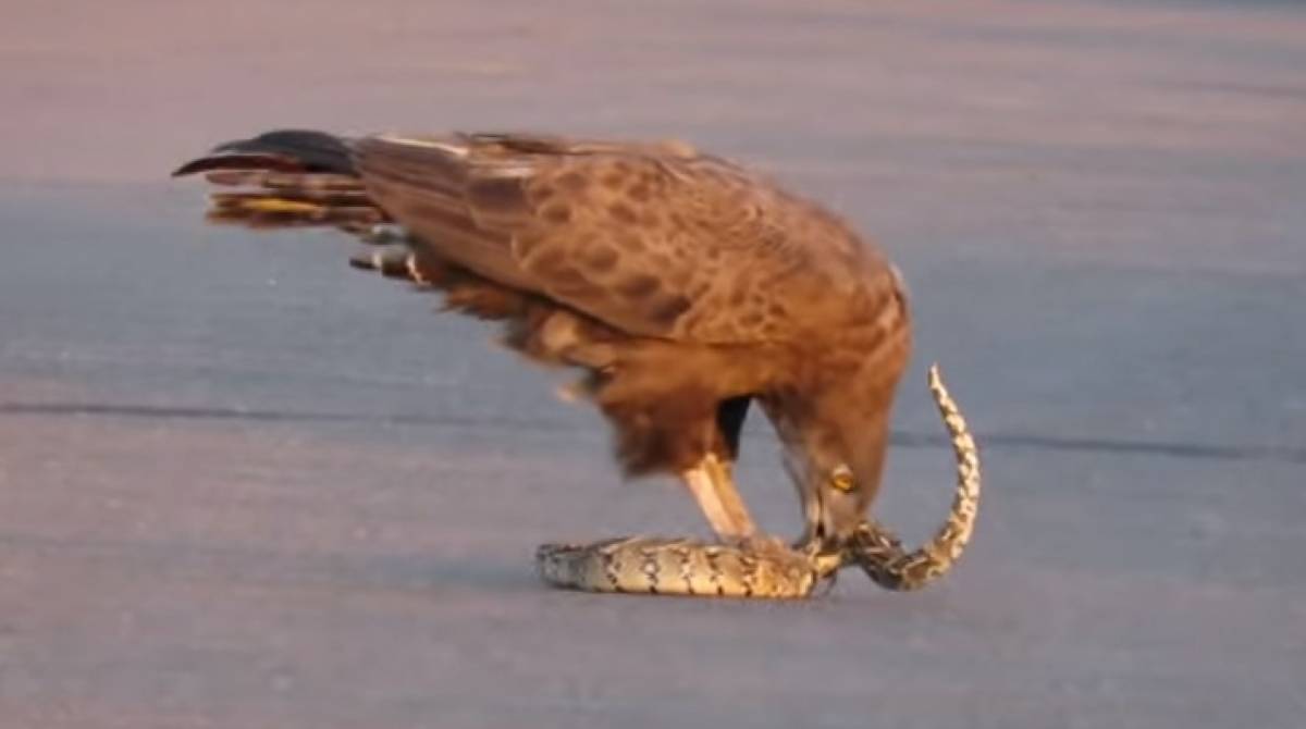 Água e cobra lutam na África - Reprodução de vídeo