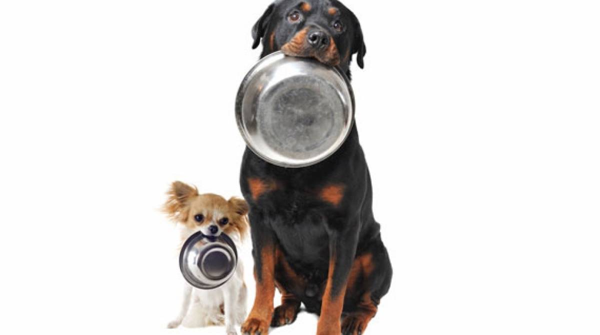 Cães idosos precisam de alimento especial para a idade
