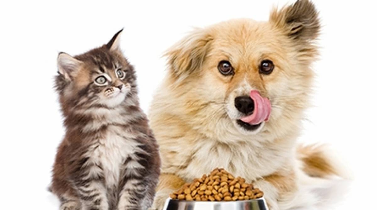 Pets são considerados idosos a partir de 5 dependendo da raça
