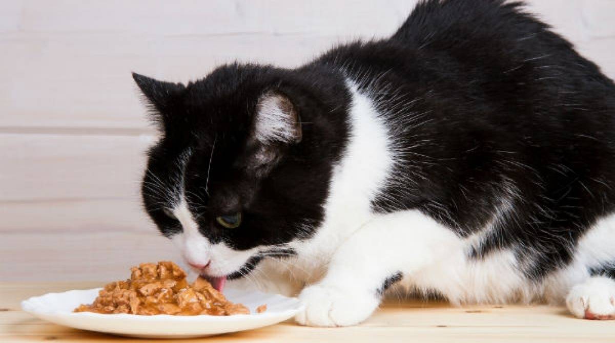 Alimentos úmidos facilitam a mastigação de pets idosos
