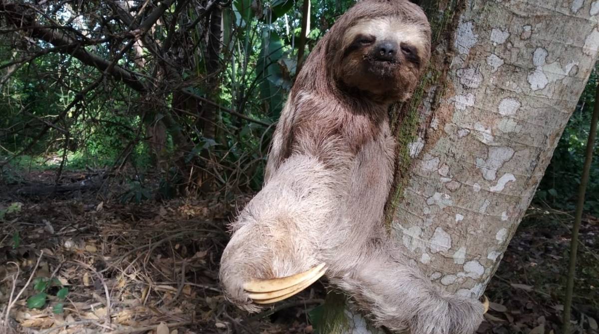 Preguiça foi encontrada no Recreio dos Bandeirantes - Divulgação