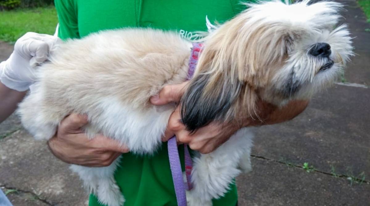 Donos de animais de estimação têm a oportunidade de vacinar e castrar seus cães e gatos durante o mutirão do Centro de Zoonoses de Campos, nesta quarta