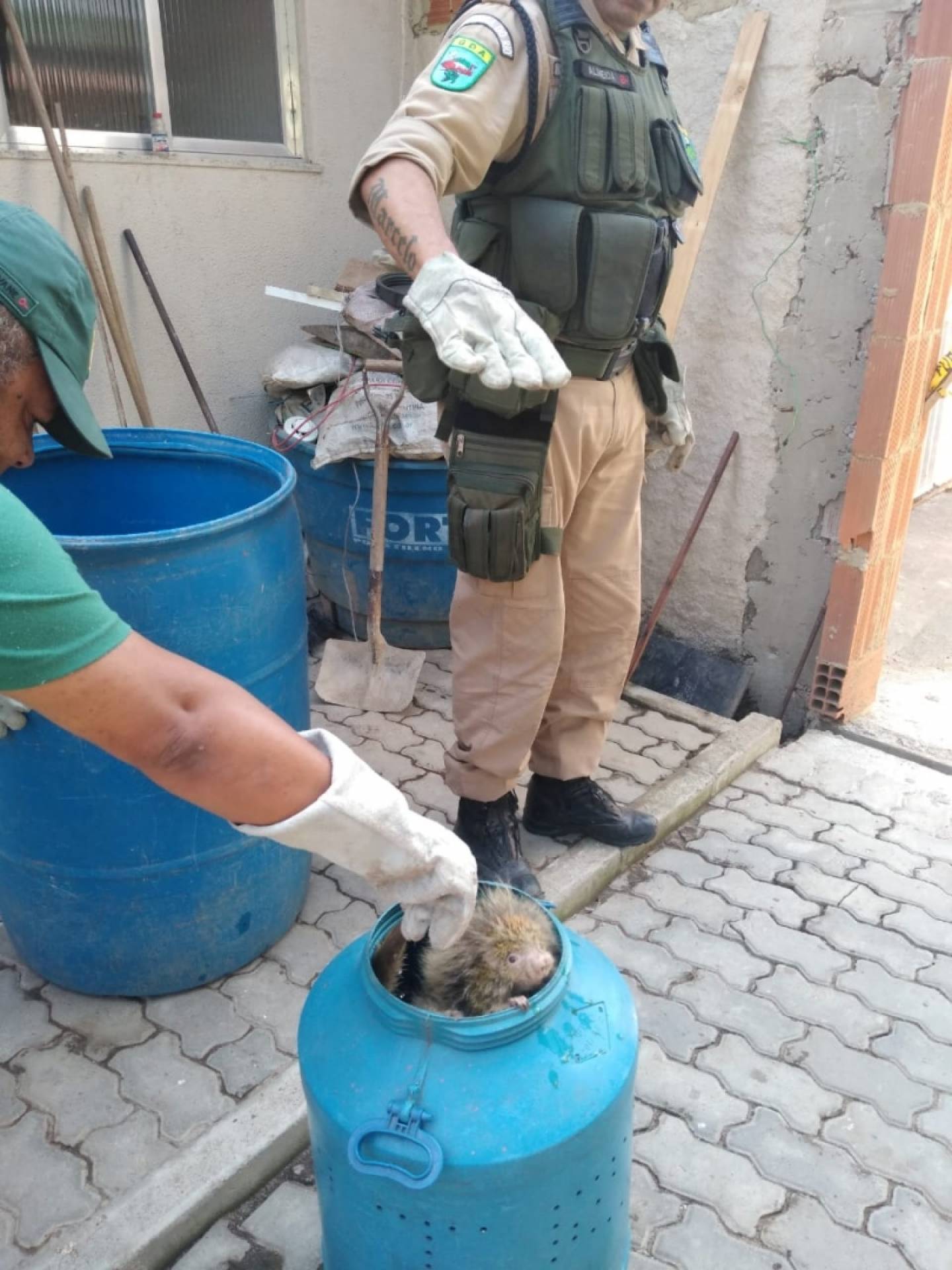 Ouri&ccedil;o-cacheiro foi encontrado dentro de uma casa em Jacarepagu&aacute;