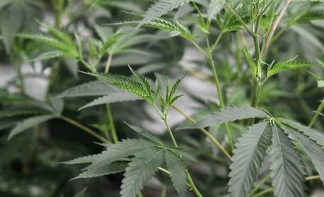 Votação de PL sobre o uso medicinal da maconha é adiada na Câmara