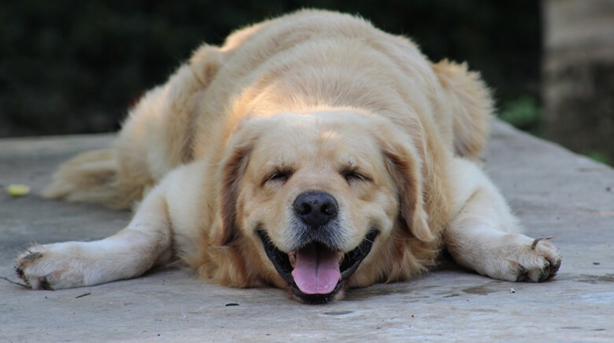 Nos EUA tutores estão usando canabidiol para tratar seus pets