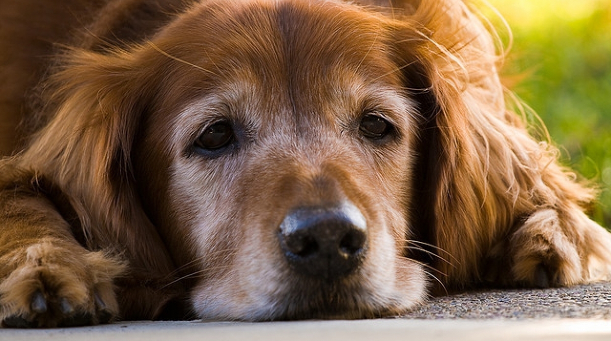 Nos EUA tutores estão usando canabidiol para tratar doenças em pets