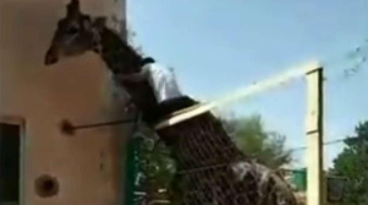 Homem invade jaula e sobe em girafa no zoológico - Reprodução do Instagram