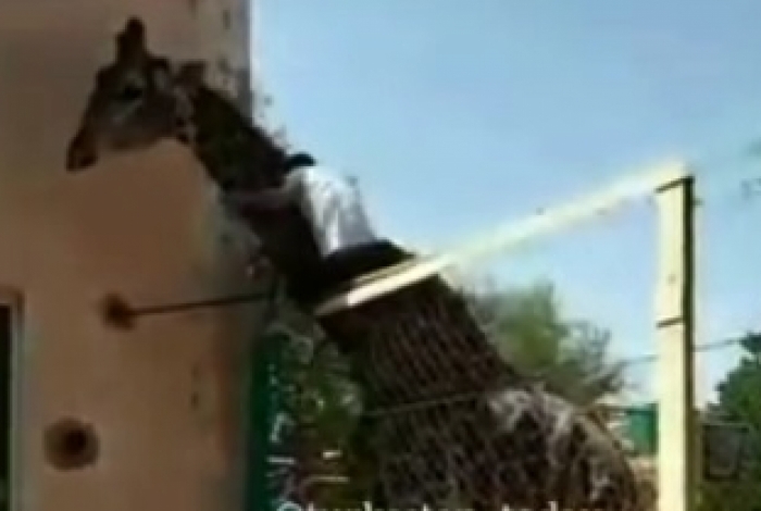 Homem invade jaula e sobe em girafa no zoológico