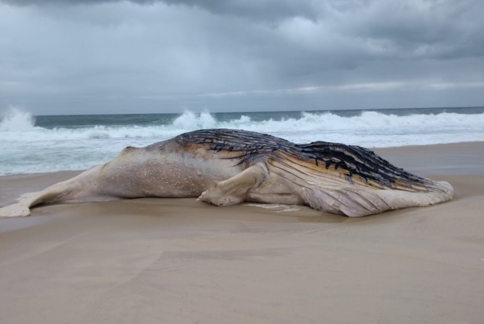 Baleia morta na areia da praia de Jaconé