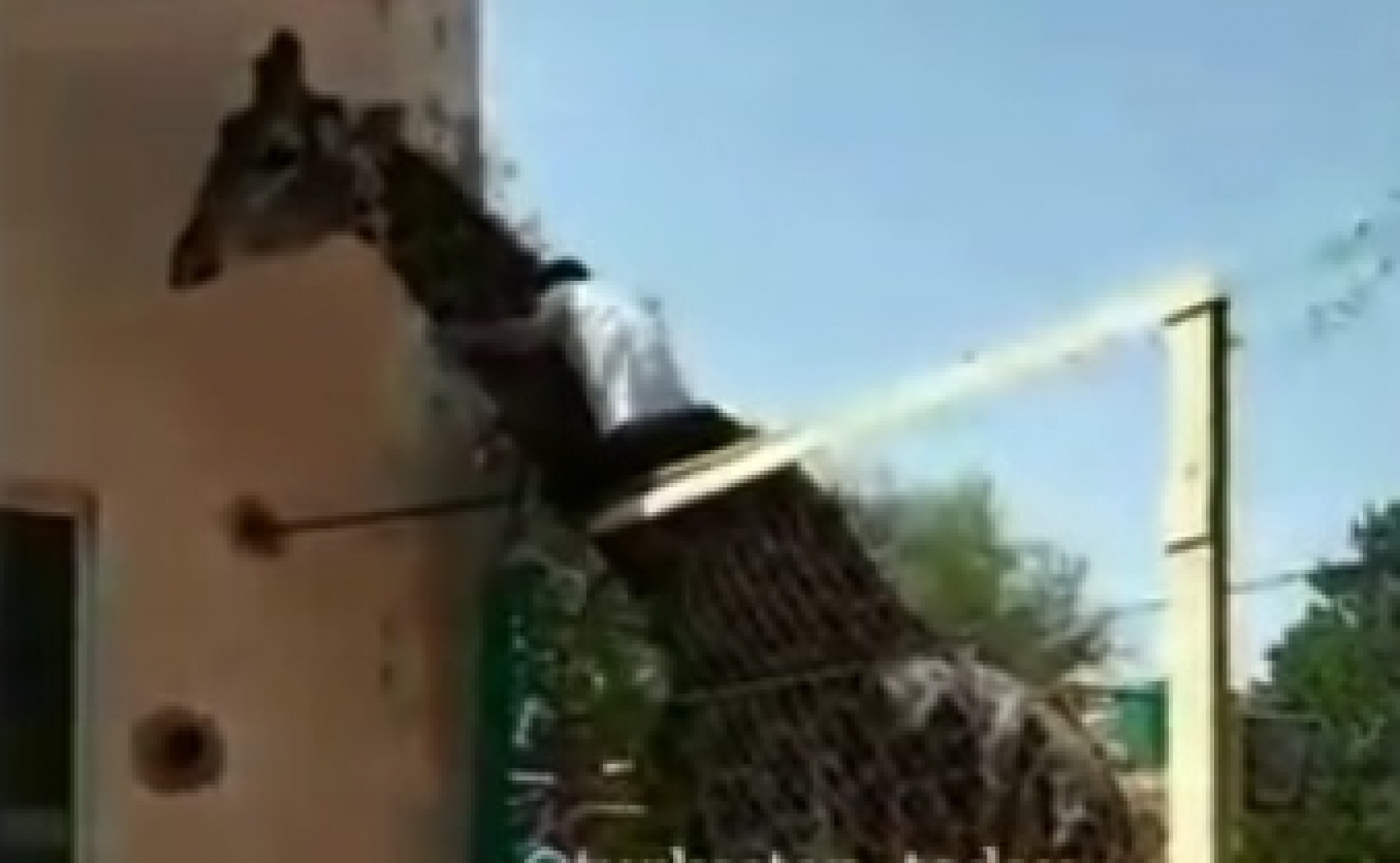 Homem completamente bêbado invade jaula e sobe em girafa no zoológico. Vídeo