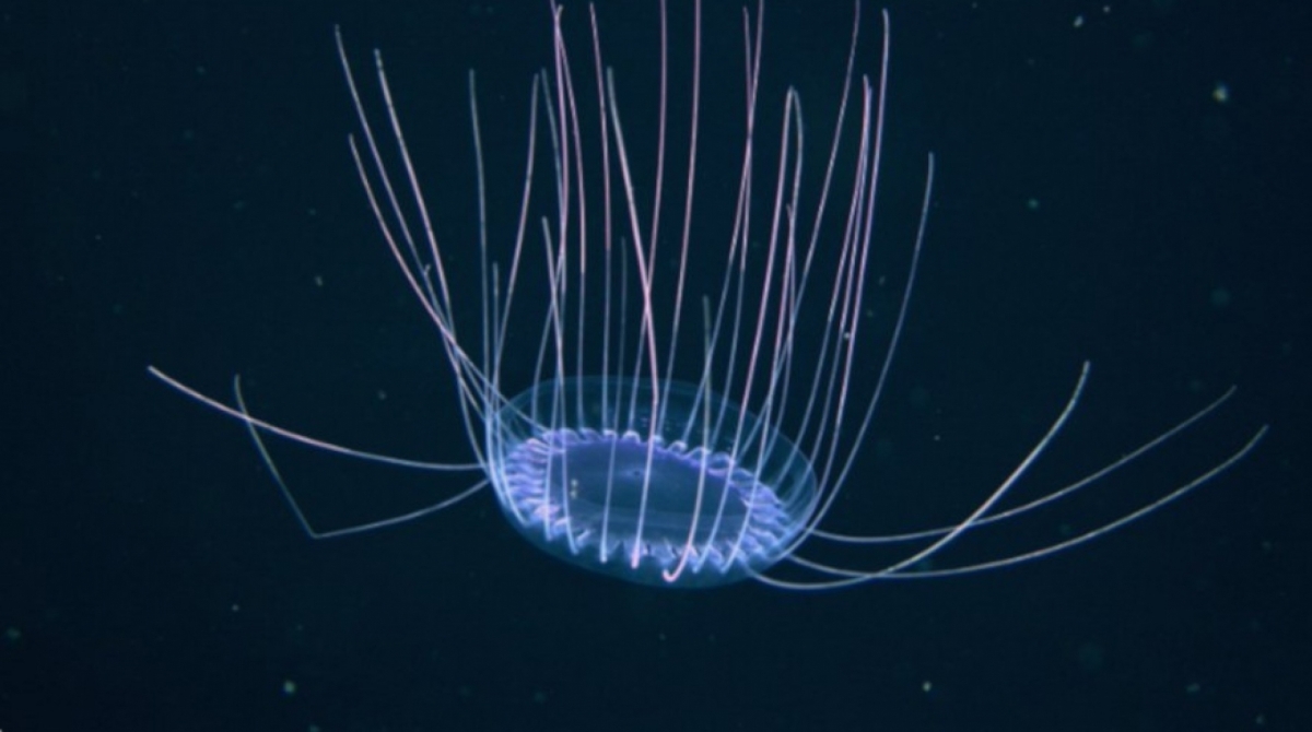 Água-viva do gênero Solmissus
