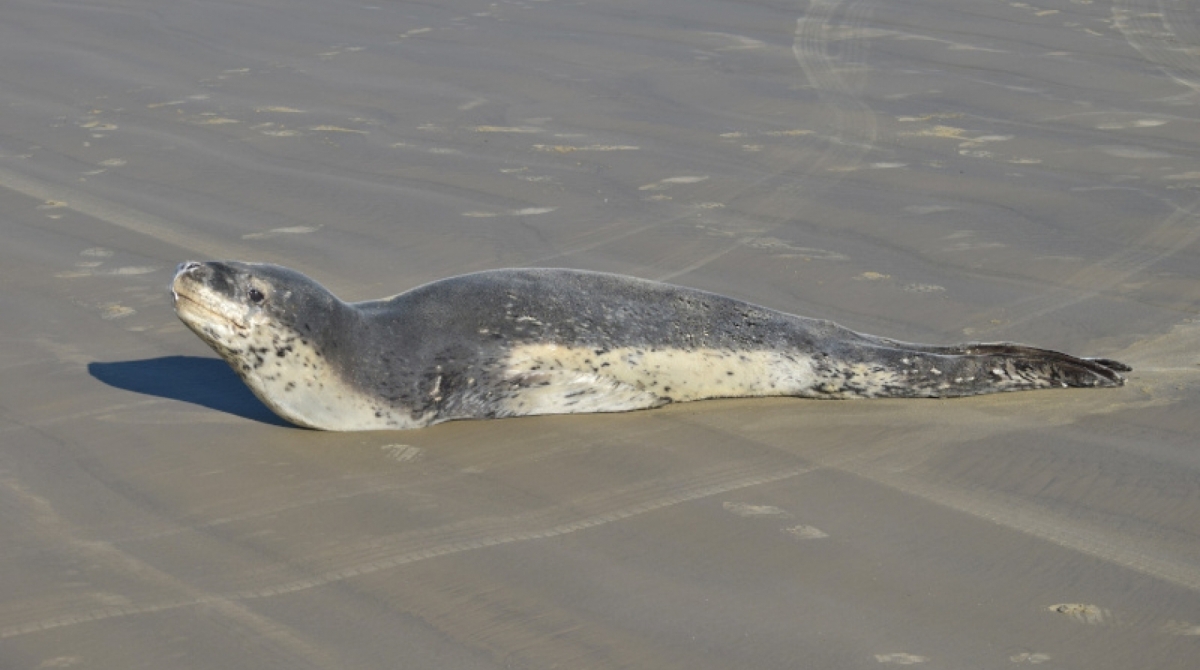 Foca rara é registrada em praia do Rio Grande do Sul - Reprodução