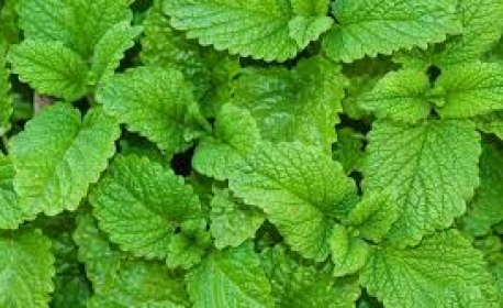 UFRJ recebe inscrições para curso de pós-graduação em fitoterapia