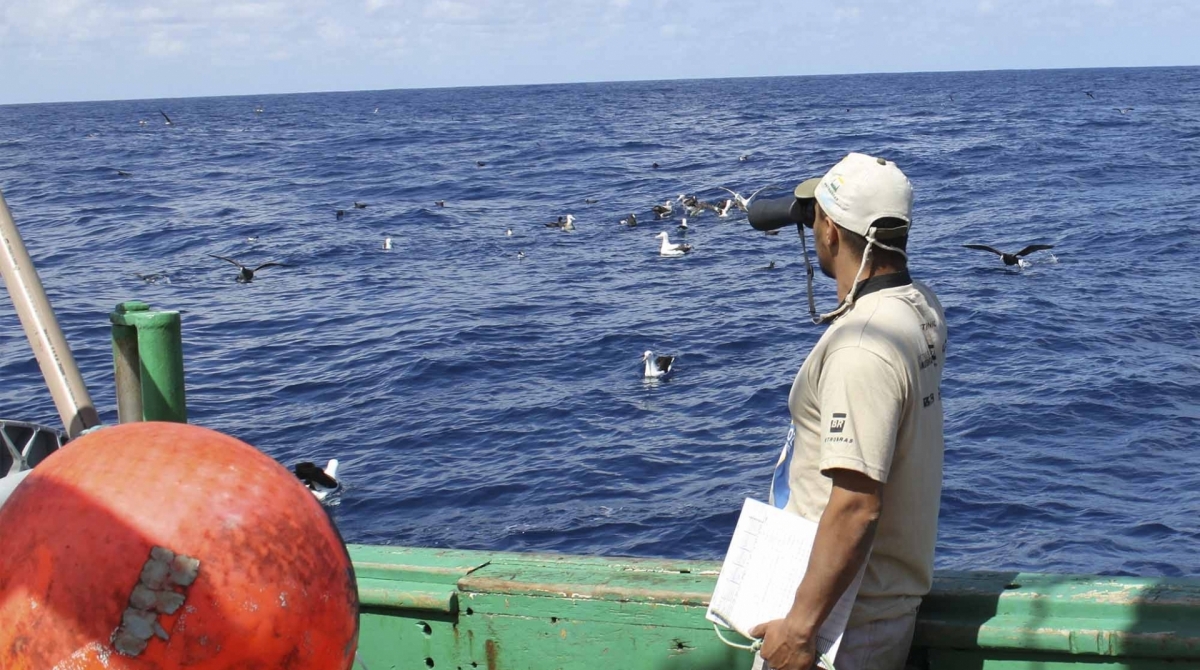 Criado em 1990, o Projeto Albatroz trabalha pela preservação de albatrozes e outras aves brasileiras - Divulgação