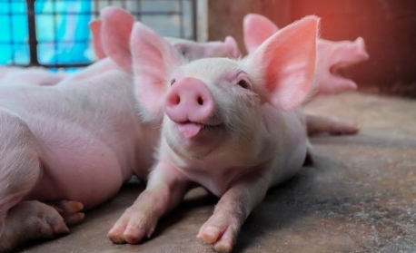 Governo publica materiais para prevenção de peste suína africana