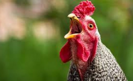 Incrível! Galinha vai para o Livro dos Recordes por reconhecer letras, números e cores