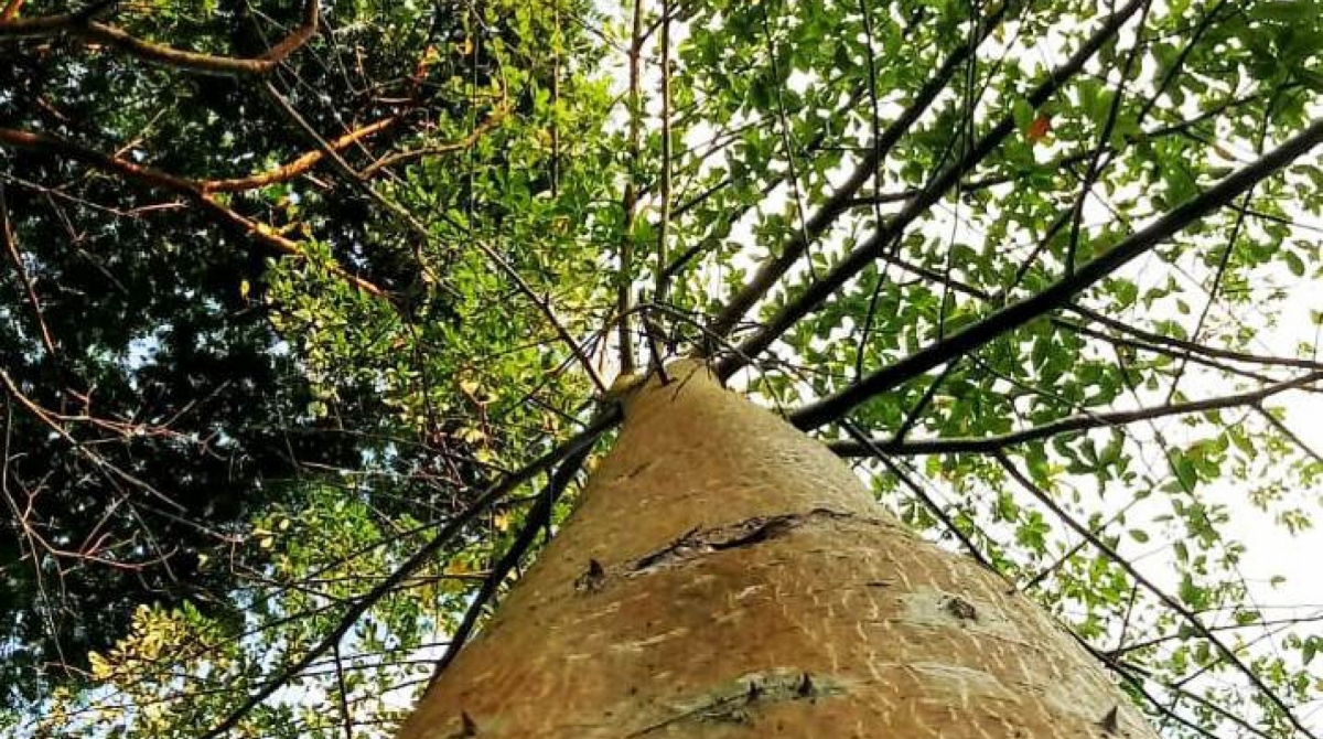 O Parque Municipal Atalaia, em Macaé, oferece lazer, história e muita diversidade de fauna e flora, em cinco trilhas de diferentes níveis de exigência, acessíveis a todo tipo de pessoa