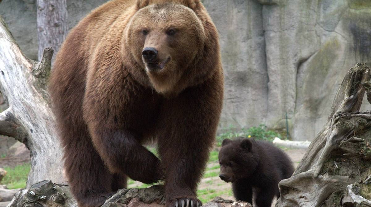 Segundo biÃ³logos, ursos-pardos sÃ³ atacam se forem provocados e ocorrido Ã© uma exceÃ§Ã£o - ReproduÃ§Ã£o / Internet