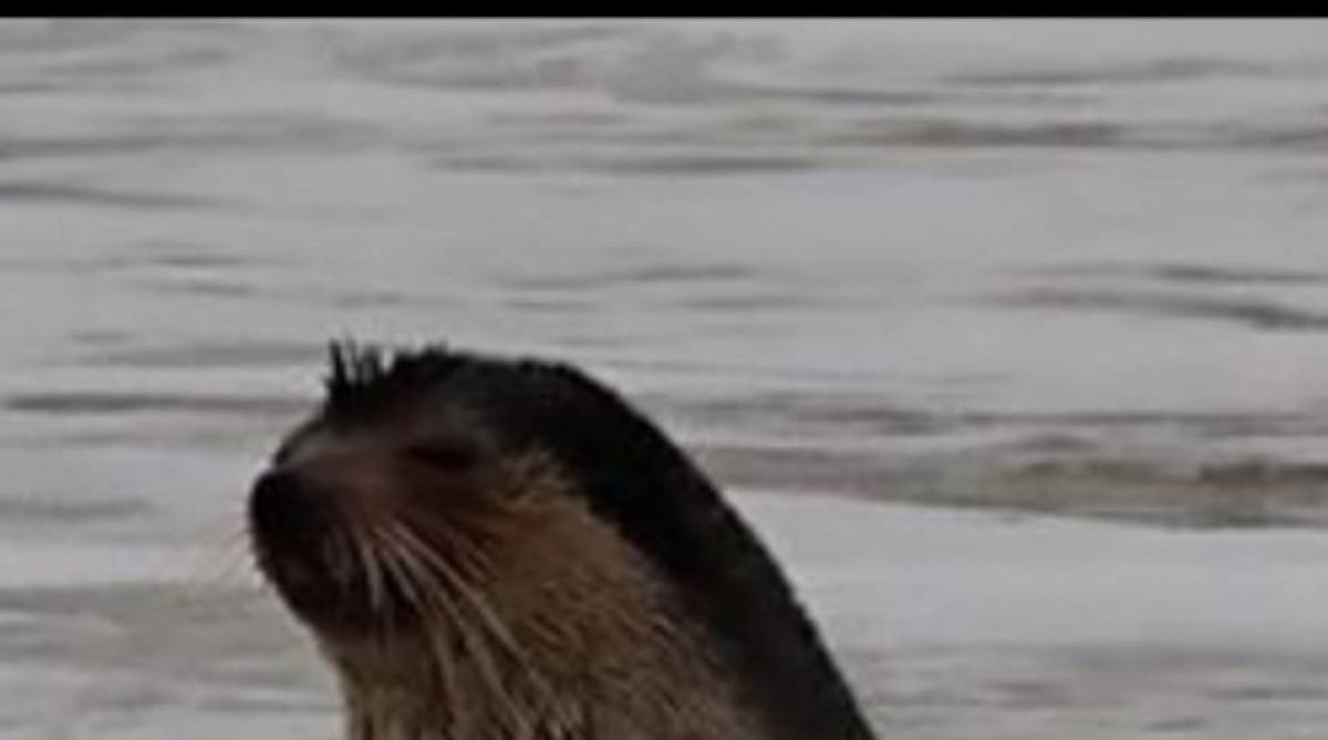 Lobo-marinho viaja solitariamente na &eacute;poca em que n&atilde;o est&aacute; em reprodu&ccedil;&atilde;o