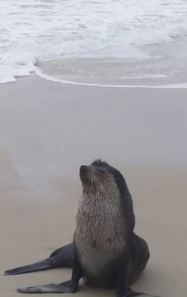 Lobo-marinho aparece na praia de Camboinhas, em Niter&oacute;i