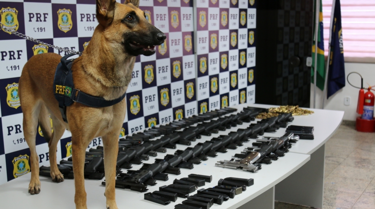 C&atilde;o encontrou as armas embaixo do banco traseiro do ve&iacute;culo - Divulga&ccedil;&atilde;o / PRF