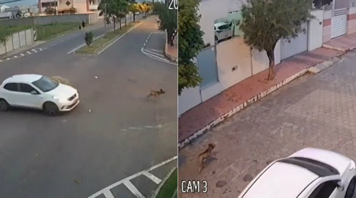 Imagens mostram veículo perseguindo animal - Reprodução / Internet