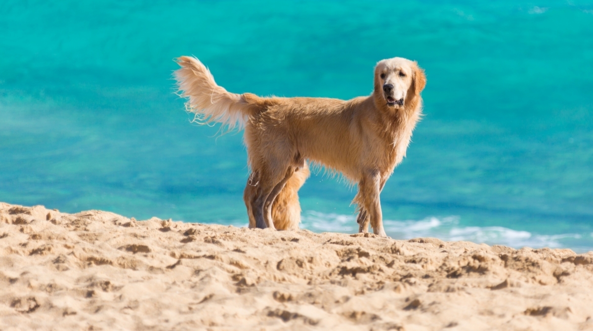 Vereadores do Rio aprovam lei que permite cães nas praias da cidade - Reprodução Internet