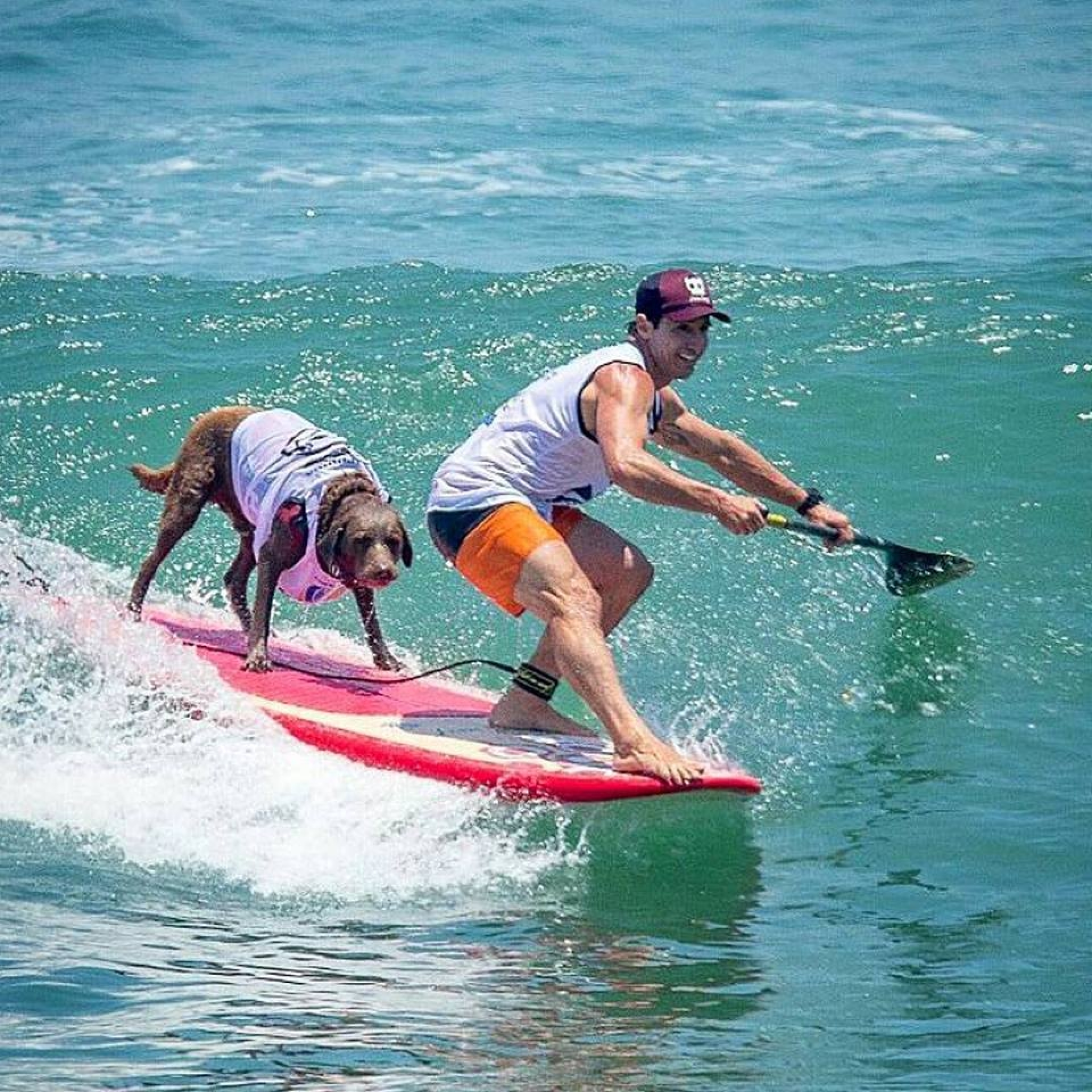 Bono, o labrador surfista, e Ivan 