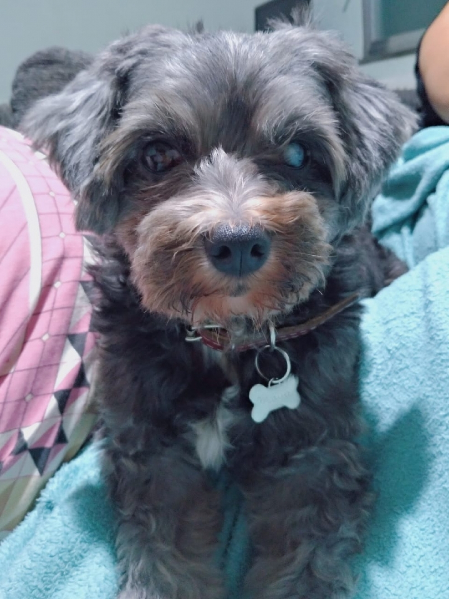 Maya é a cachorrinha da estudante Nathália Leandro Gama