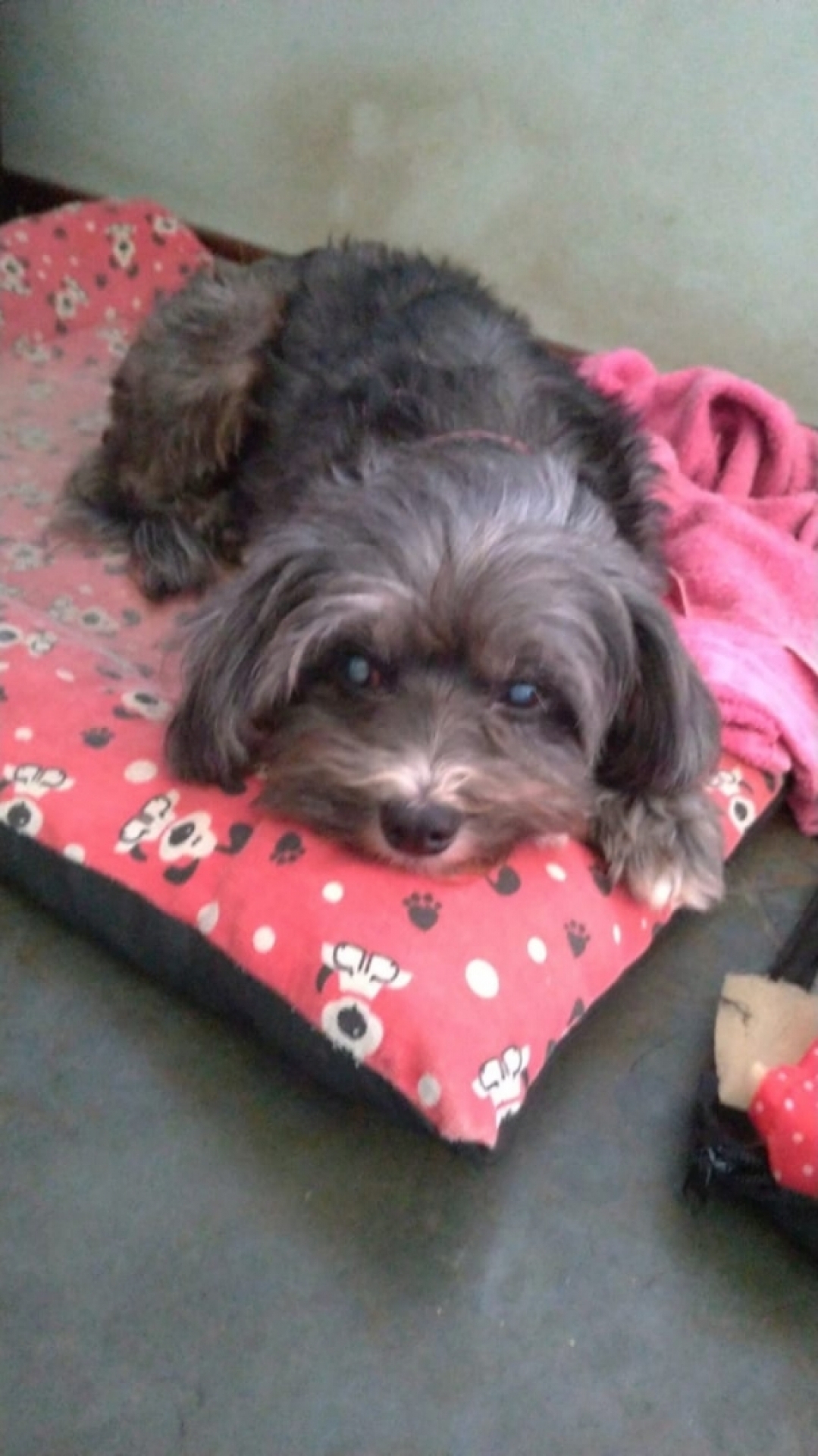 Maya é a cadela da estudante Nathália Leandro Gama