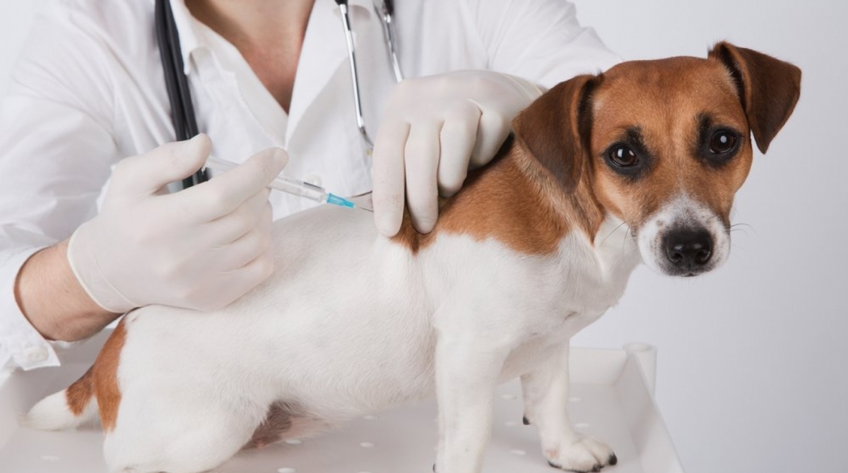 A vacinação é a única maneira que temos de proteger os pets das doenças - Reprodução Internet