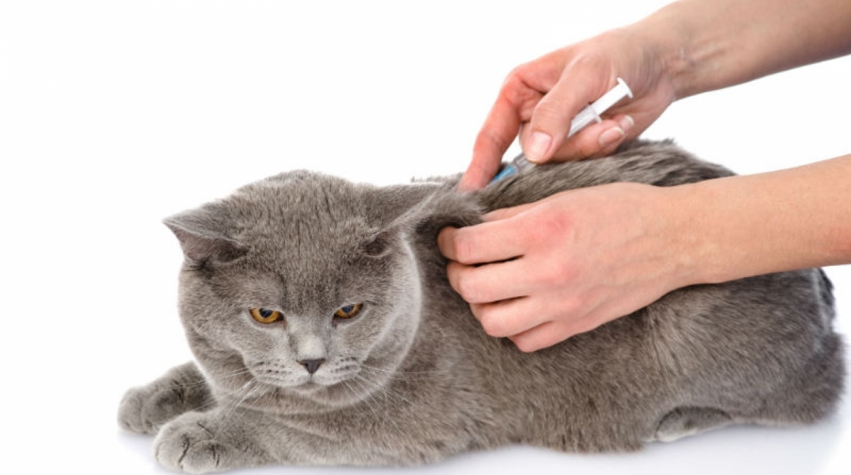 Vacinas para gatos são diferentes das de cachorros 