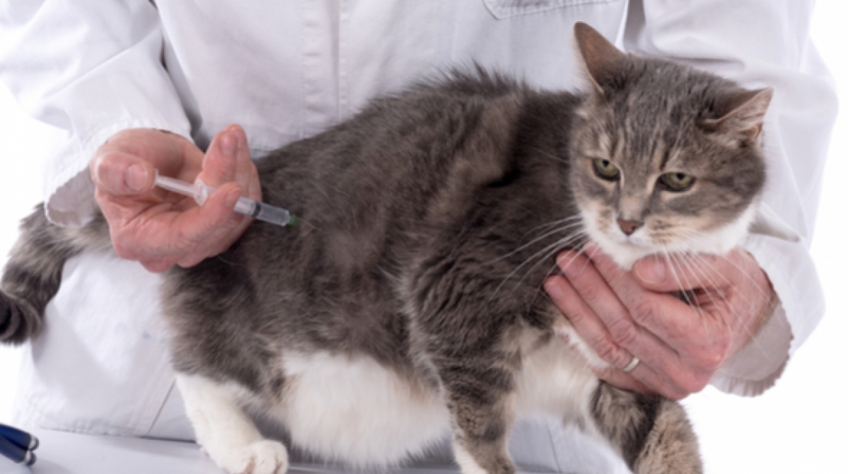 Pets devem comeÃ§ar a ser vacinados ainda filhotes - Internet