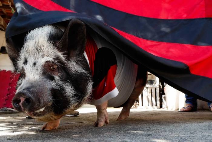 Abigail faz sucesso pelas ruas de S&atilde;o Gon&ccedil;alo e at&eacute; 'virou a casa', a pedido do Meia Hora