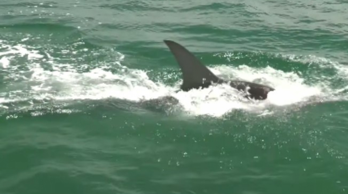 Ataque foi flagrado na Flórida, nos EUA - Reprodução de vídeo