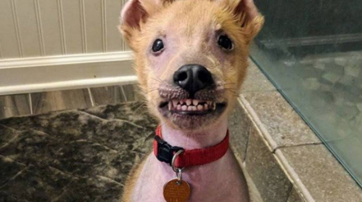 Chupey é um cachorro com defeitos de nascença que está sempre sorrindo - Reprodução / Instagram