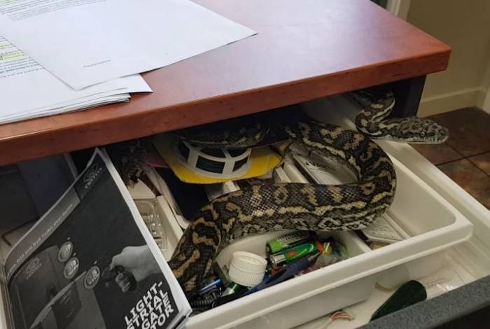 Cobra é encontrada dentro de escritório na Austrália