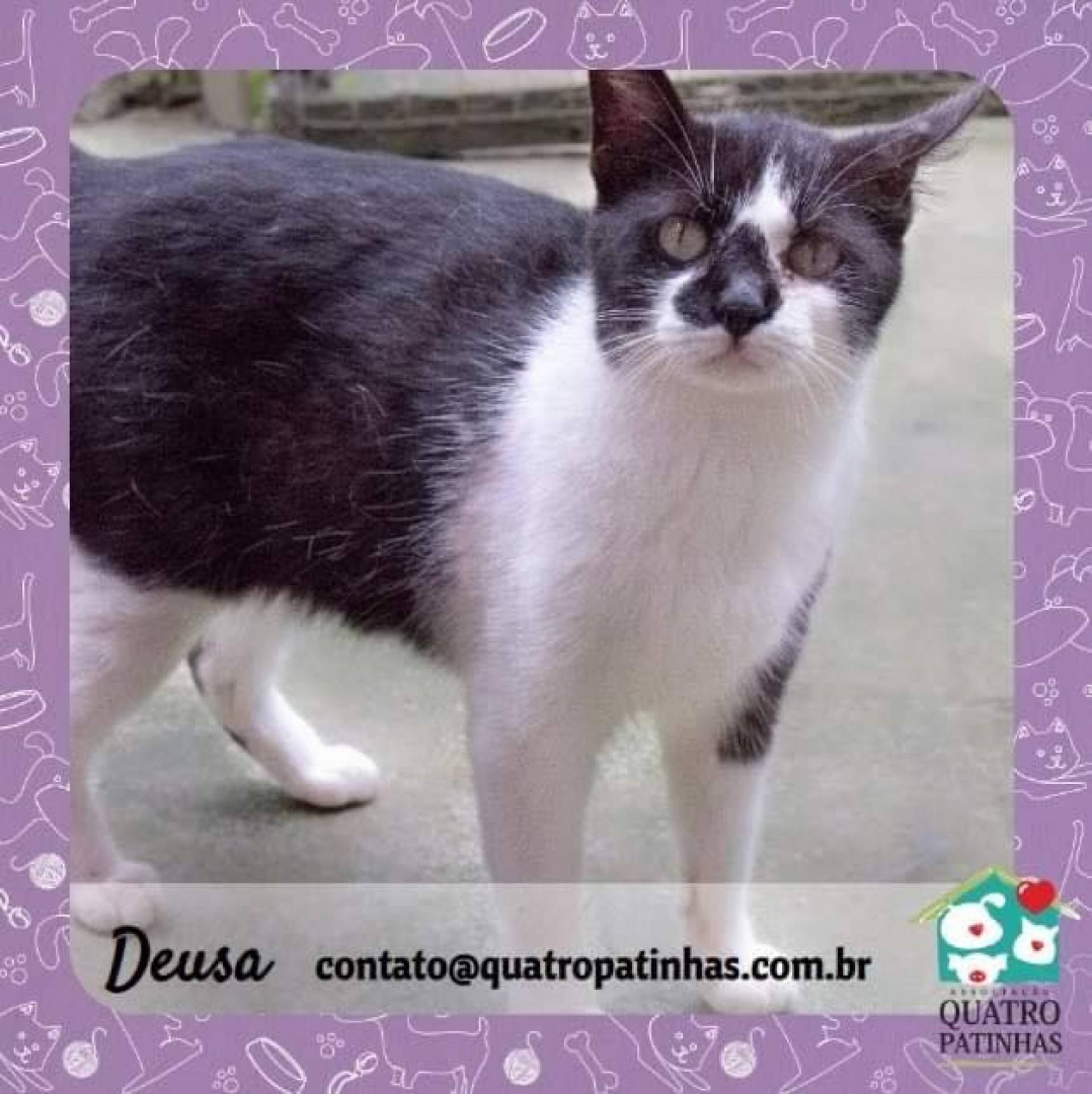 Deusa está para adoção