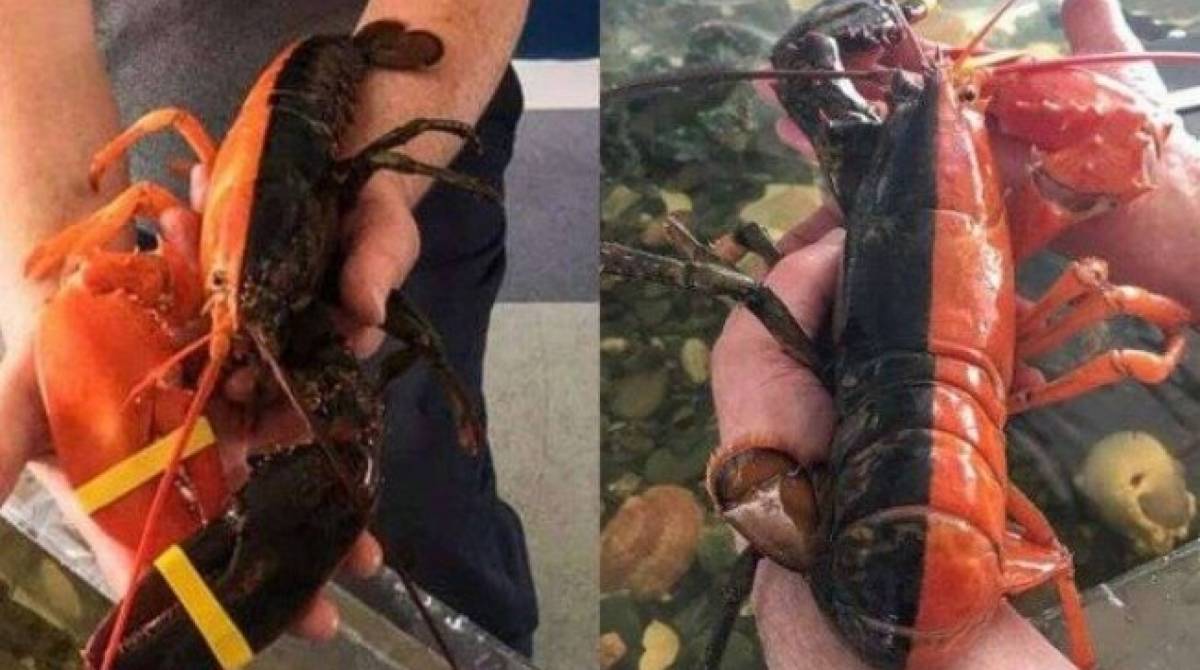 Lagosta rara bicolor é encontrada nos Estados Unidos
 - Divulgação/Maine Center for Coastal Fisheries