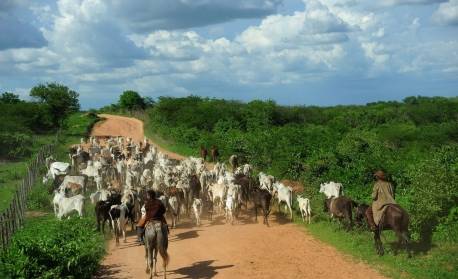 Agricultura confirma dois casos atípicos de 'vaca louca' no MT e MG