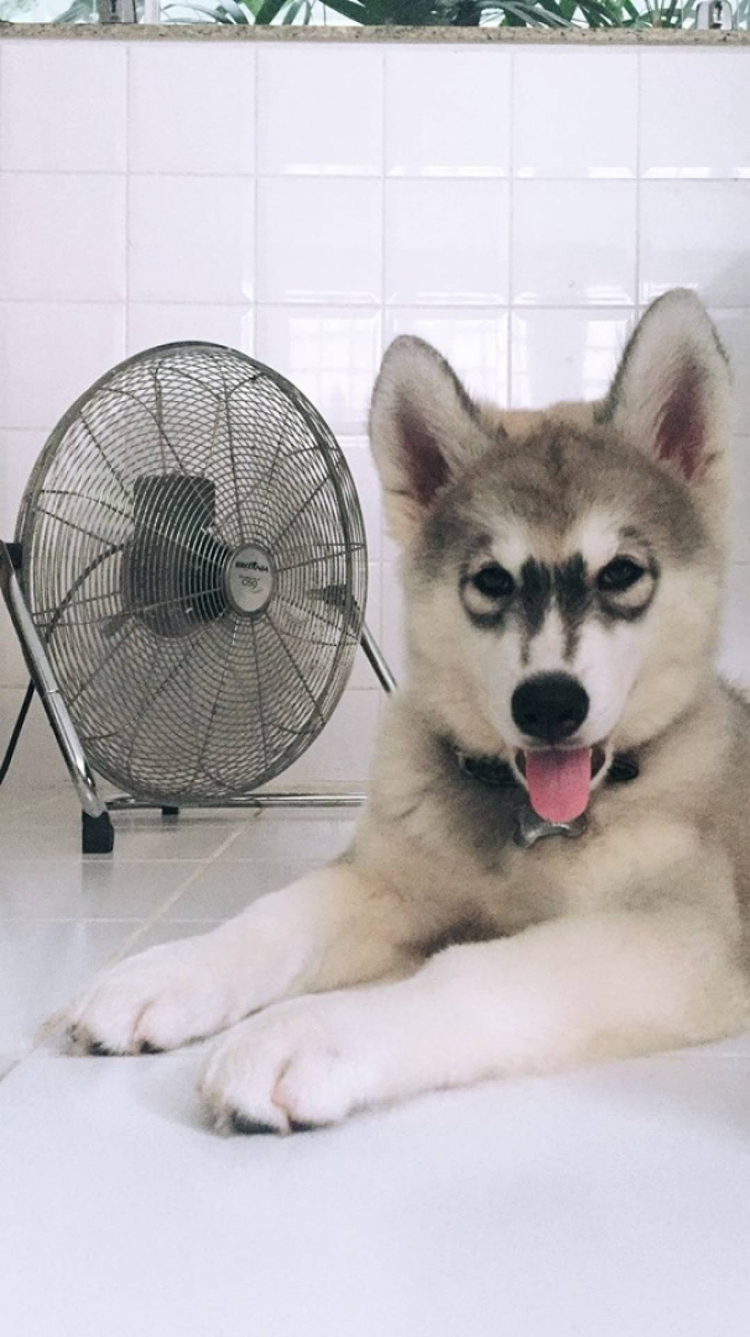 Maya aprendeu a ligar o ventilador para se refrescar - Whatsapp O DIA