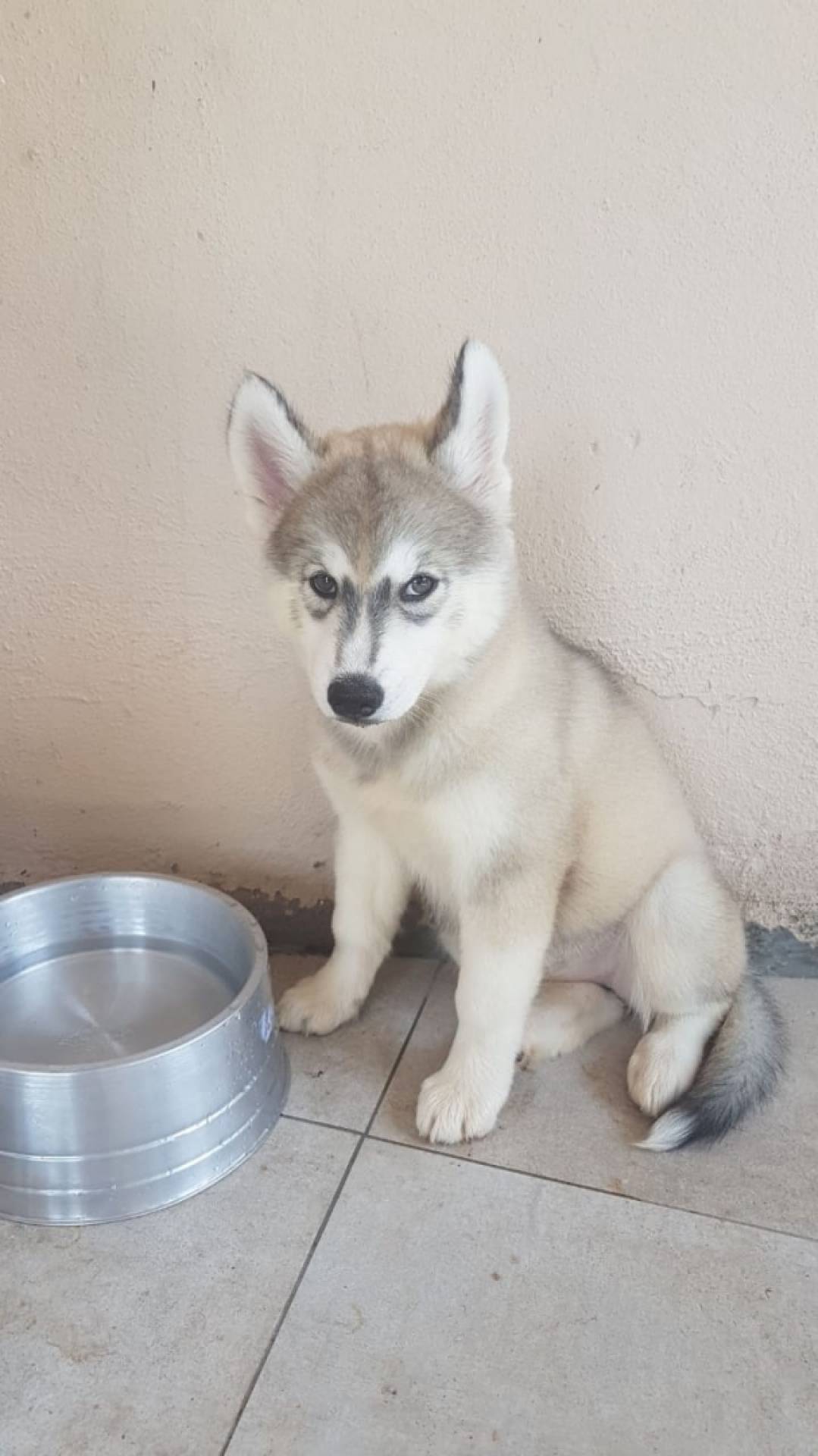 Os pets de origem nórdica devem ser hidratados com mais frequência