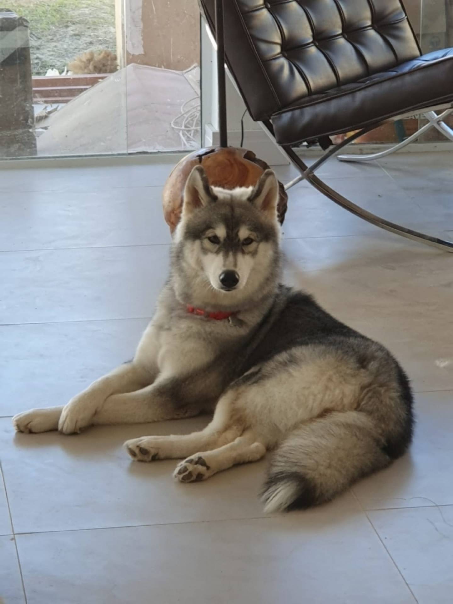 Maya gosta de ficar deitada no chão gelado