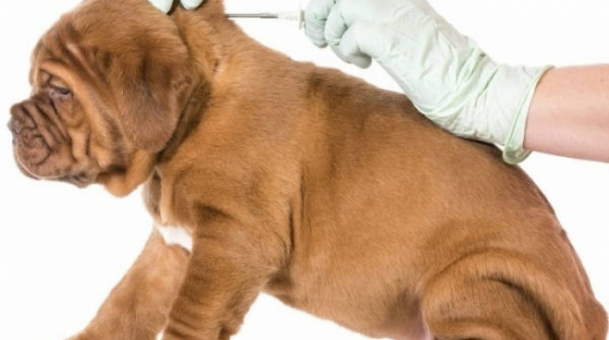 Dados como nome, raça, data de nascimento e o número do chip do animal vai constar do RGA