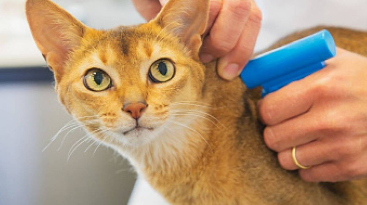 O microchip funciona como a 'carteira de identidade' do animal - Internet