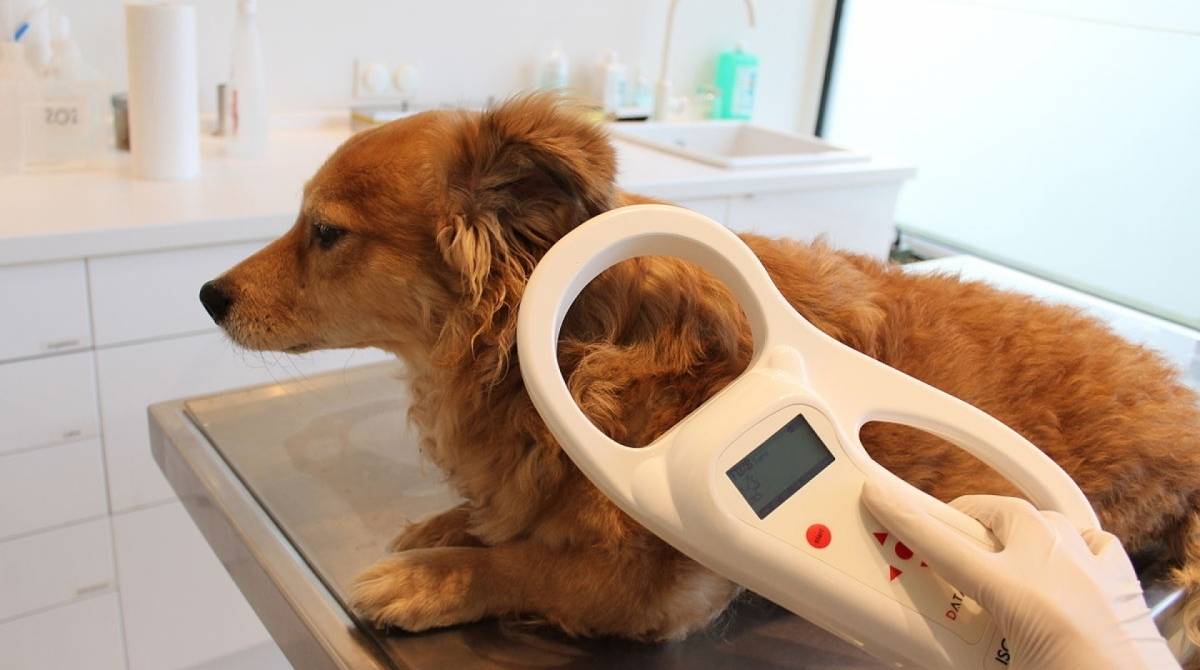 A leitura dos dados do chip permite auxiliar na localização de fugitivos, perdidos ou até roubados