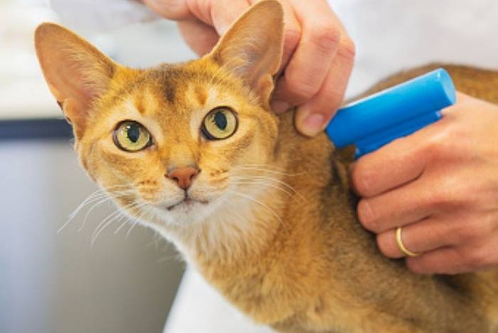 O microchip funciona como a 'carteira de identidade' do animal - Internet