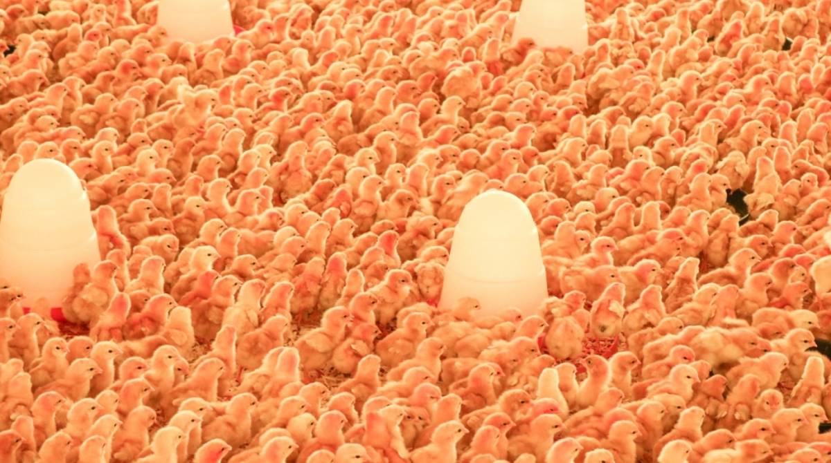 Projeto Avicultura Caipira começa a ser implementado em Campos